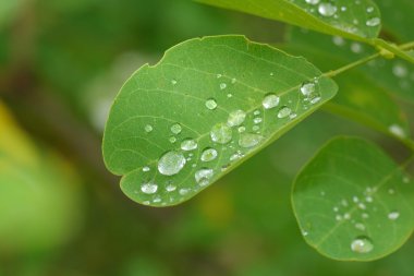 Yapraklara yağmur damlası