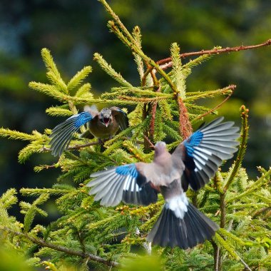 Jays doğal ortamlarında (Garrulus Glandarius)