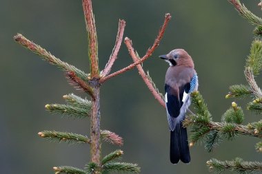 Jay doğal ortamlarında (garrulus glandarius)