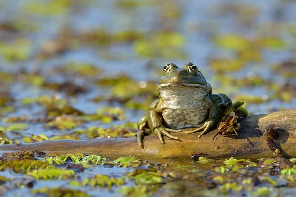 Grenouille dans l'habitat naturel — Photo