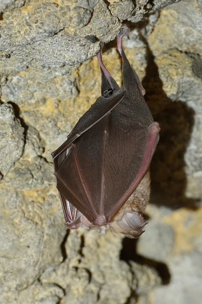 Νυχτερίδα κρέμεται στο σπήλαιο — Φωτογραφία Αρχείου