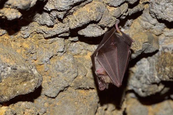Νυχτερίδα κρέμεται στο σπήλαιο — Φωτογραφία Αρχείου