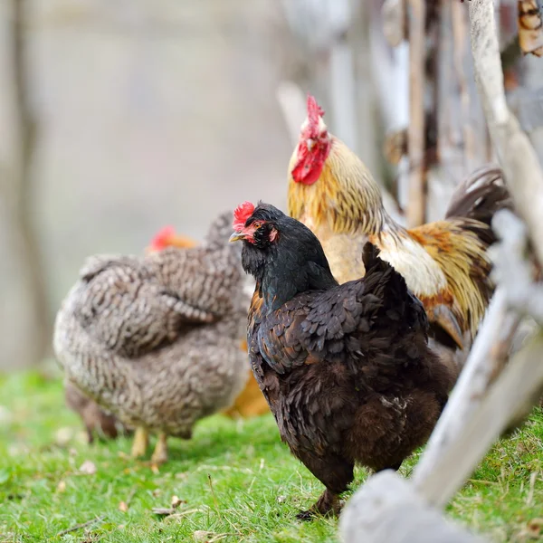 Ayam jantan berwarna-warni di lapangan di musim semi — Stok Foto