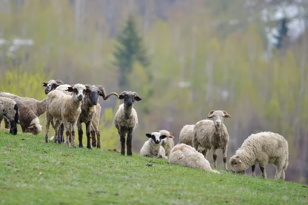 Sonbahar alanına koyun sürüsü — Stok fotoğraf
