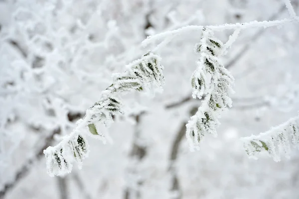 Frostiga löv på vintern — Stockfoto