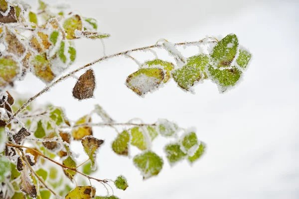 Foglie gelide in inverno — Foto Stock