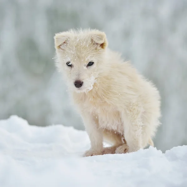 Pequeño perro blanco al aire libre en invierno —  Fotos de Stock