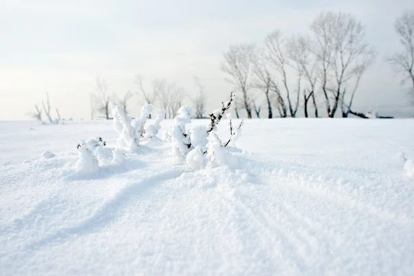 Fiume e alberi congelati nella stagione invernale — Foto Stock