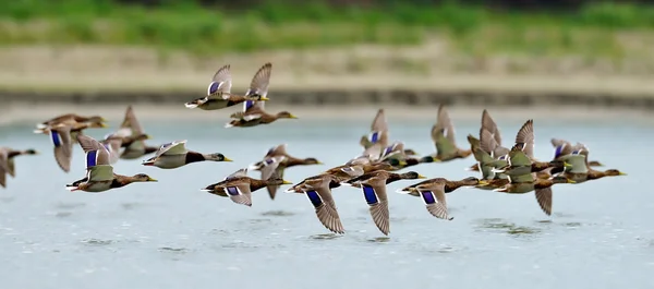 Patos selvagens voando sobre o lago — Fotografia de Stock