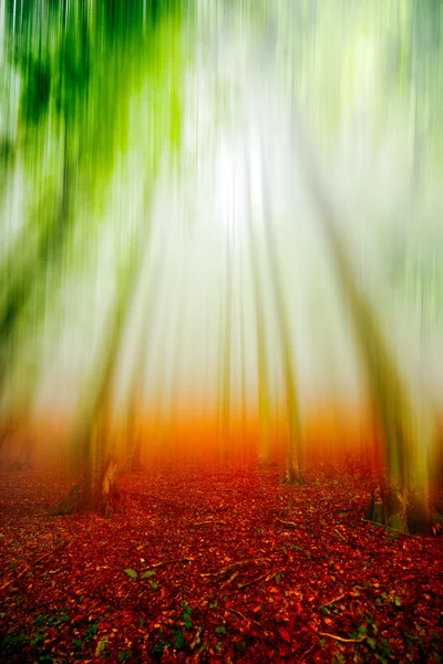 Herbstlandschaft im Wald an nebligem Morgen — Stockfoto