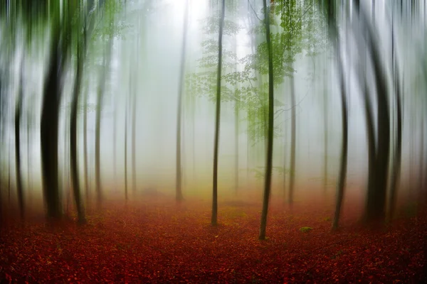 Herbstlandschaft im Wald an nebligem Morgen — Stockfoto