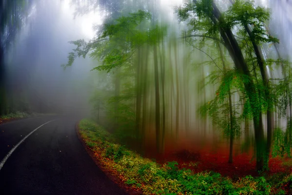 Herfstlandschap in het bos — Stockfoto