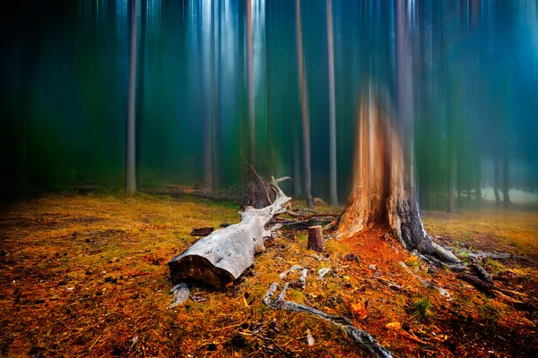 Herfst landschap in het forest op mistige ochtend — Stockfoto