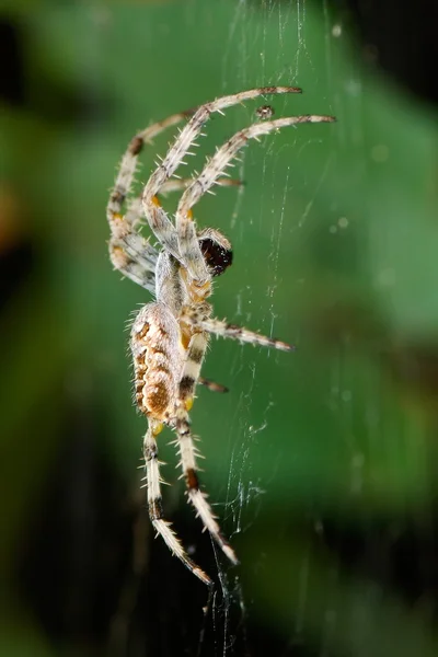 Spider in natural habitat — Stock Photo, Image