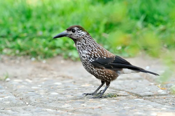 Nutcracker (nucifraga caryocatactes) in the grass — Stock Photo, Image