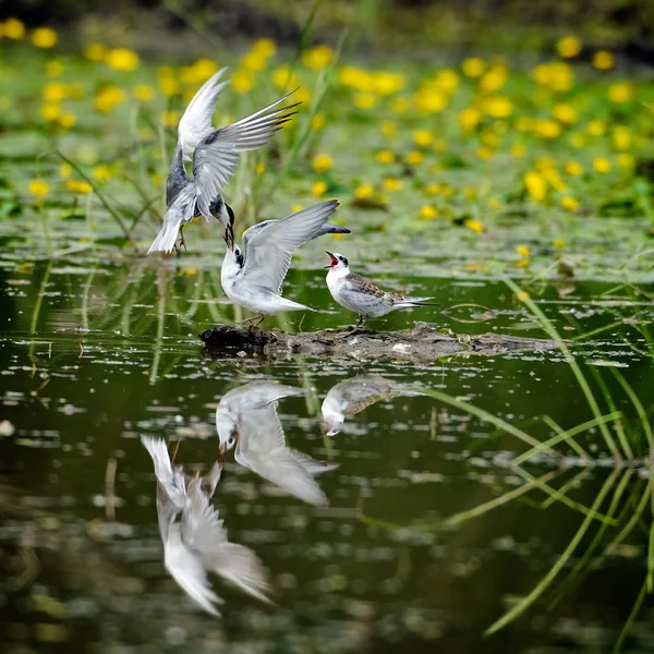 Common terns in natural habitat (sterna hirundo) — Stock Photo, Image