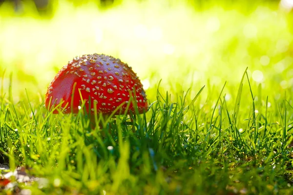 Red mushroom in the woods — Stock Photo, Image