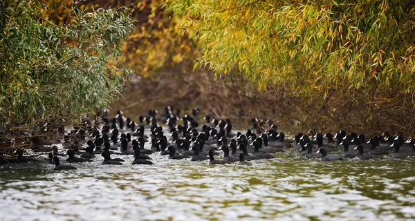 Coots on the lake (fulica atra) — Stock Photo, Image