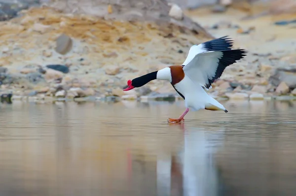 Oca selvatica sul lago (tadorna tadorna ) — Foto Stock