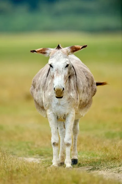 Weidender Esel auf ländlichem Grünland — Stockfoto