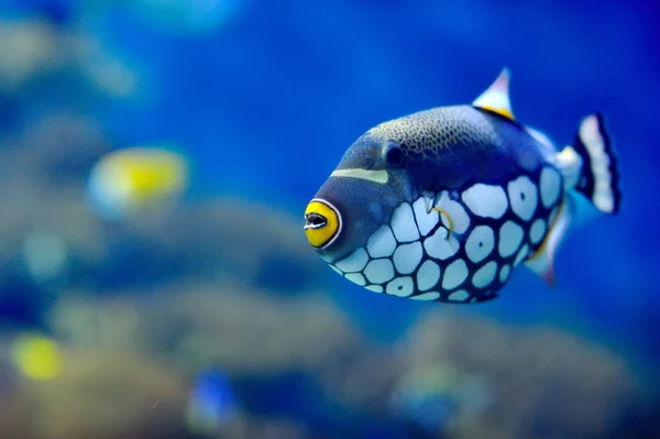 Imagem subaquática de peixes tropicais — Fotografia de Stock