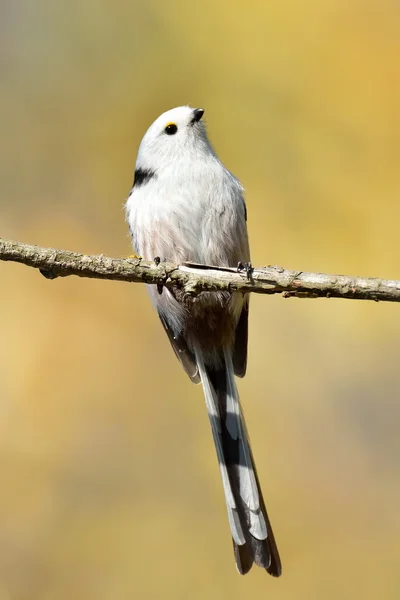 Długo tailed tit w naturalnym środowisku (aegithalos caudatus) — Zdjęcie stockowe