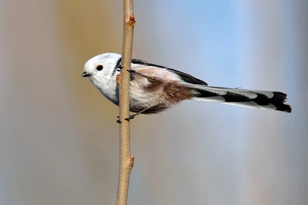 Dlouho sledoval tit v přirozeném prostředí (aegithalos caudatus) — Stock fotografie