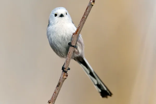 Coda lunga tetta in habitat naturale (aegithalos caudatus ) — Foto Stock