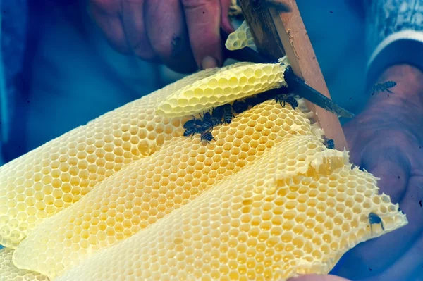Werknemer bijen op de honingraat — Stockfoto