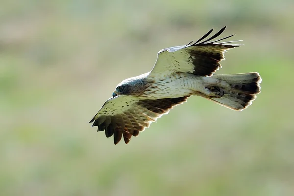 The Booted Eagle (Aquila pennata) ) — стоковое фото