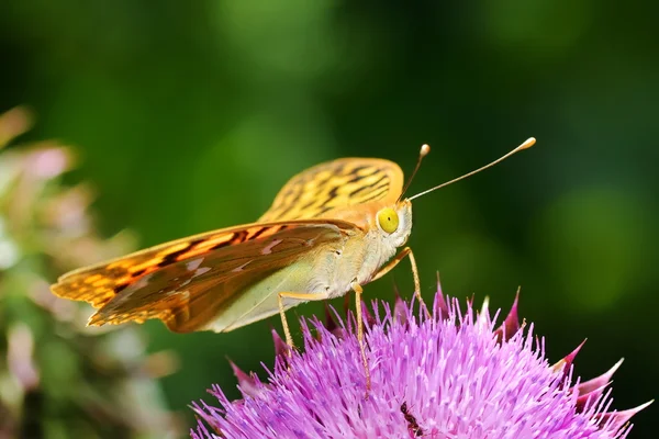 Fjäril i naturliga livsmiljöer under våren — Stockfoto