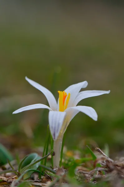 Белый цветок на поле — стоковое фото