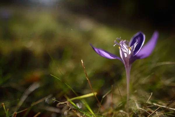 Crocus d'automne sur pâturage de montagne — Photo