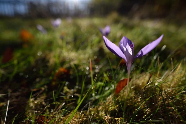 Crocus d'automne sur pâturage de montagne — Photo