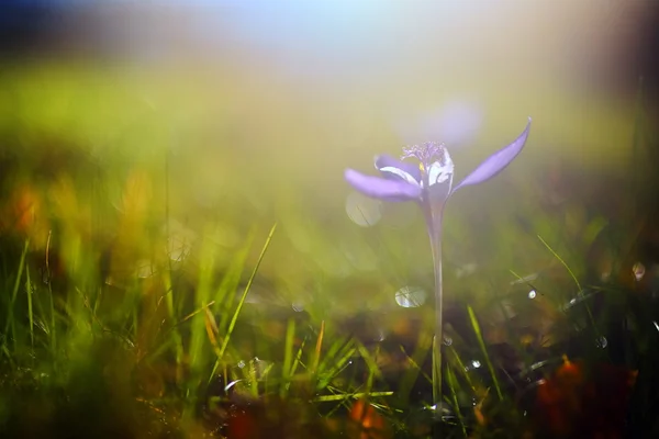 Autumn crocuses on mountain pasture — Stock Photo, Image