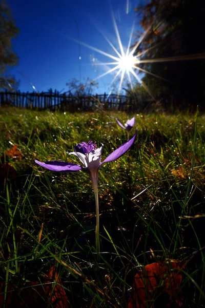 Herfst krokus op fieldat zonsopgang — Stockfoto