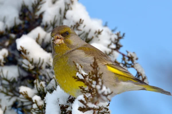 Greenfinch ulkona (carduelis chloris ) — kuvapankkivalokuva