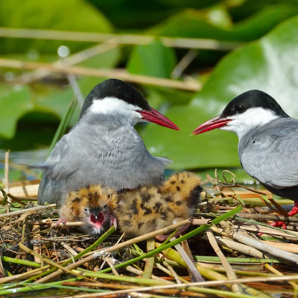Tern comum alimentando seus pintos (sterna hirundo ) — Fotografia de Stock