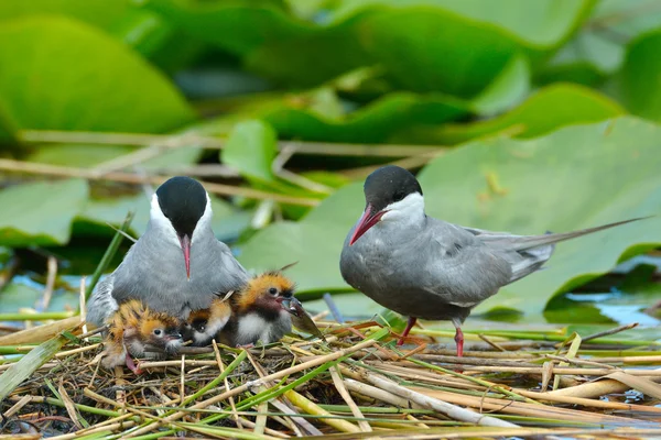 Sterna comune che alimenta i suoi pulcini (sterna hirundo ) — Foto Stock