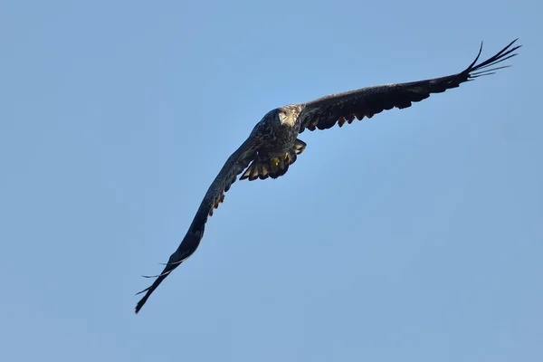 Aquila coda bianca (Haliaeetus albicilla) — Foto Stock