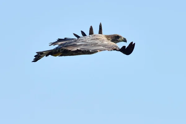 Águia de cauda branca (Haliaeetus albicilla) — Fotografia de Stock