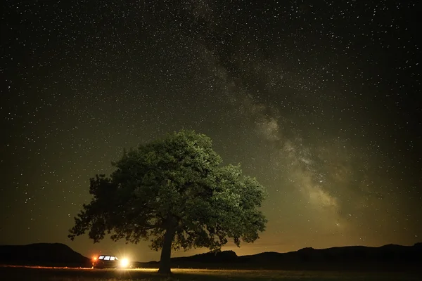 Osamělý strom na poli pod noční oblohou — Stock fotografie