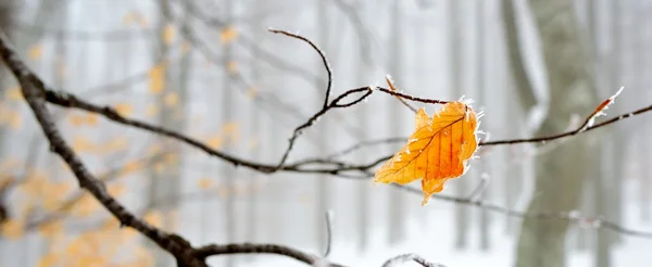 Paesaggio invernale — Foto Stock