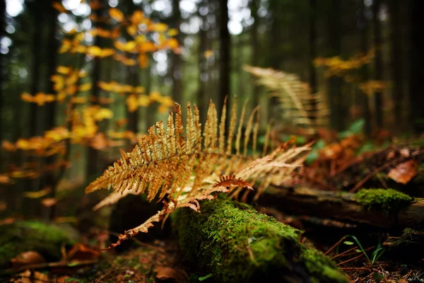 Höstormbunksblad i skogen — Stockfoto