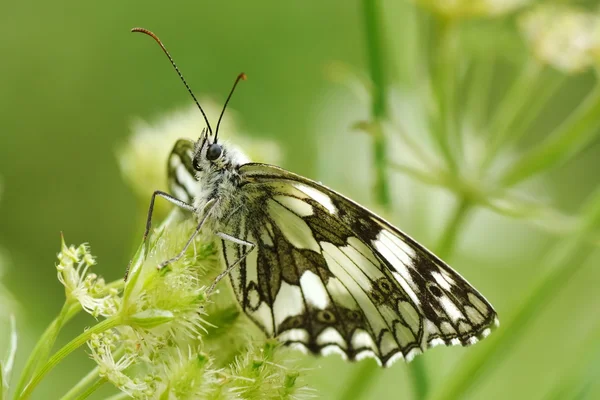 Butterfly in natuurlijke habitat — Stockfoto