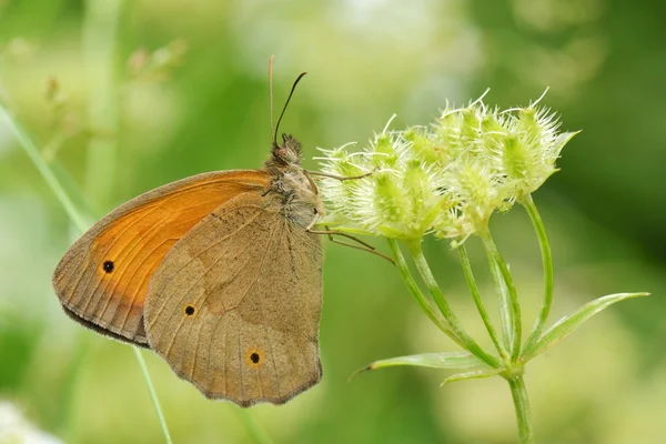 Papillon dans l'habitat naturel — Photo