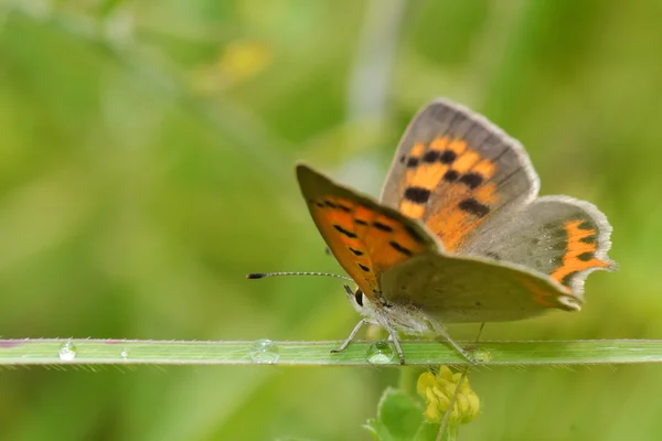 Mariposa al aire libre —  Fotos de Stock