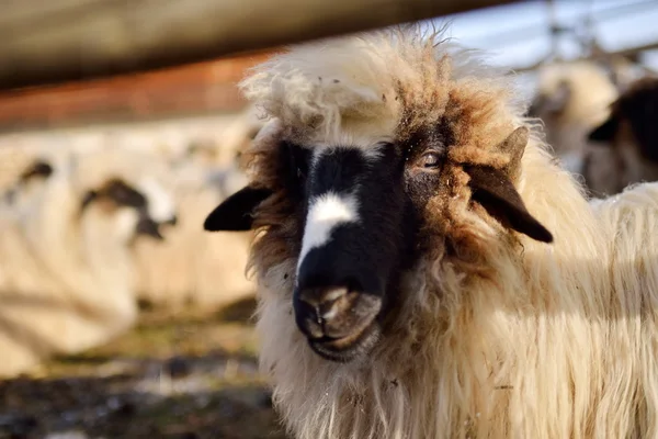 Rebanho de ovelhas no campo — Fotografia de Stock