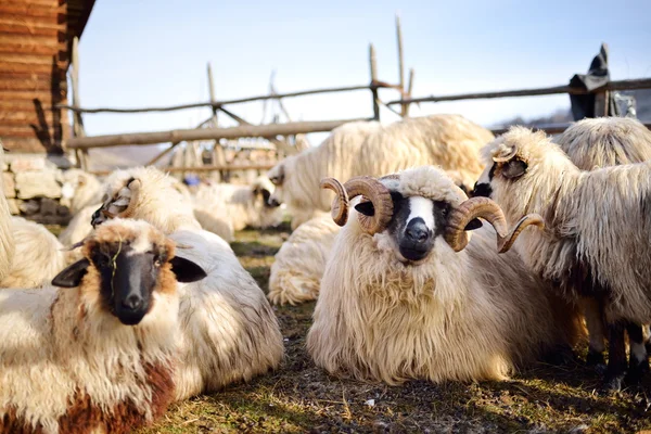 Gregge di pecore sul campo — Foto Stock