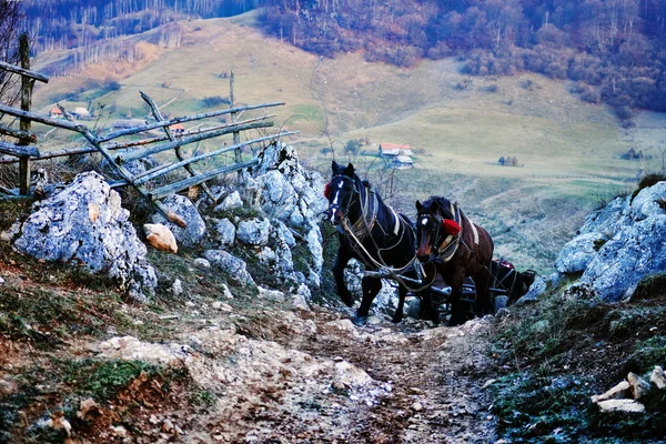 Berglandschaft im Herbstmorgen mit Pferden, die auf der Roa klettern — Stockfoto